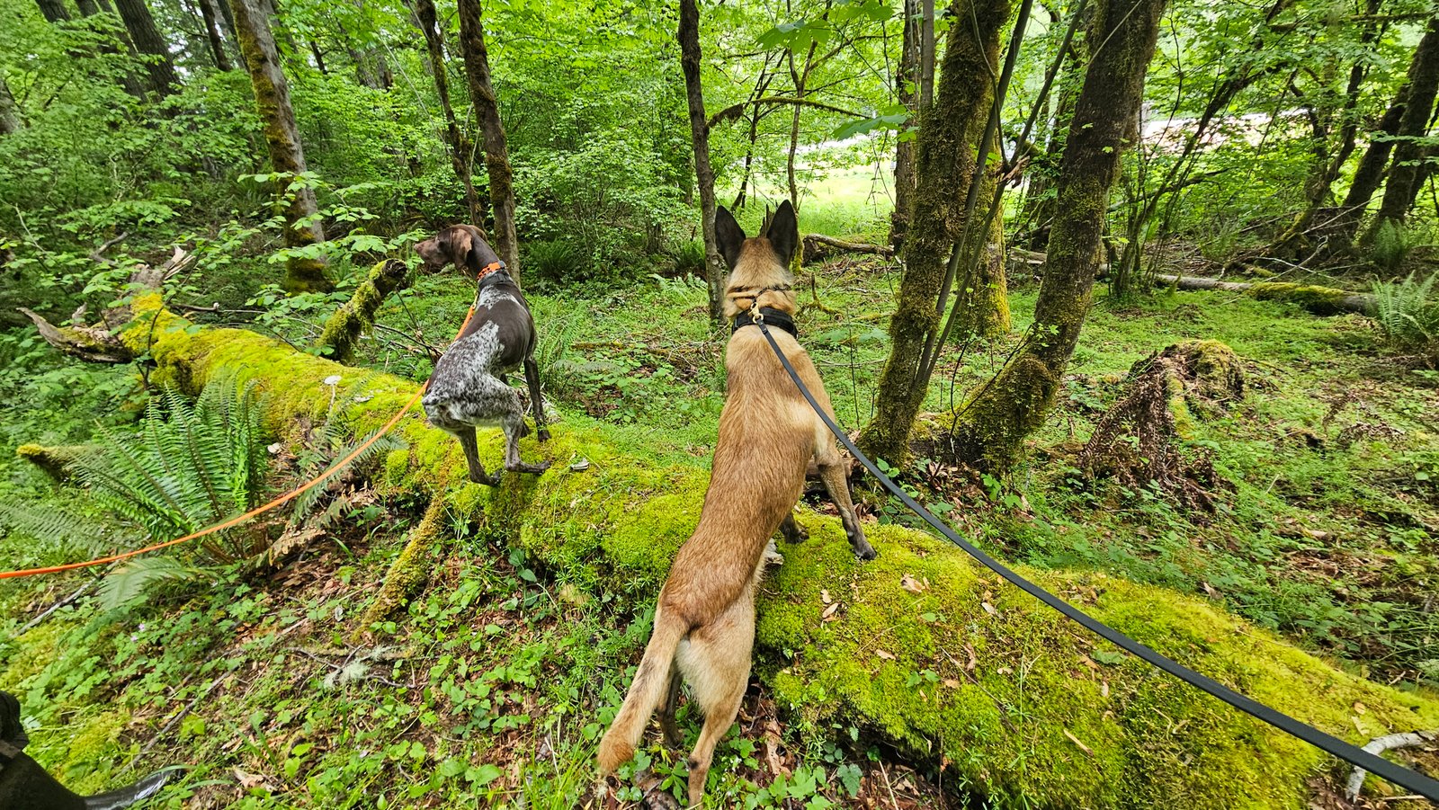 Basic Obedience Training