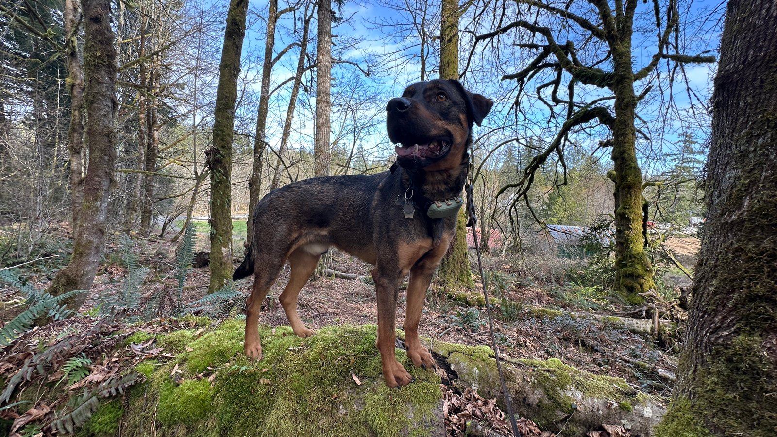 Behavioral Modification Training