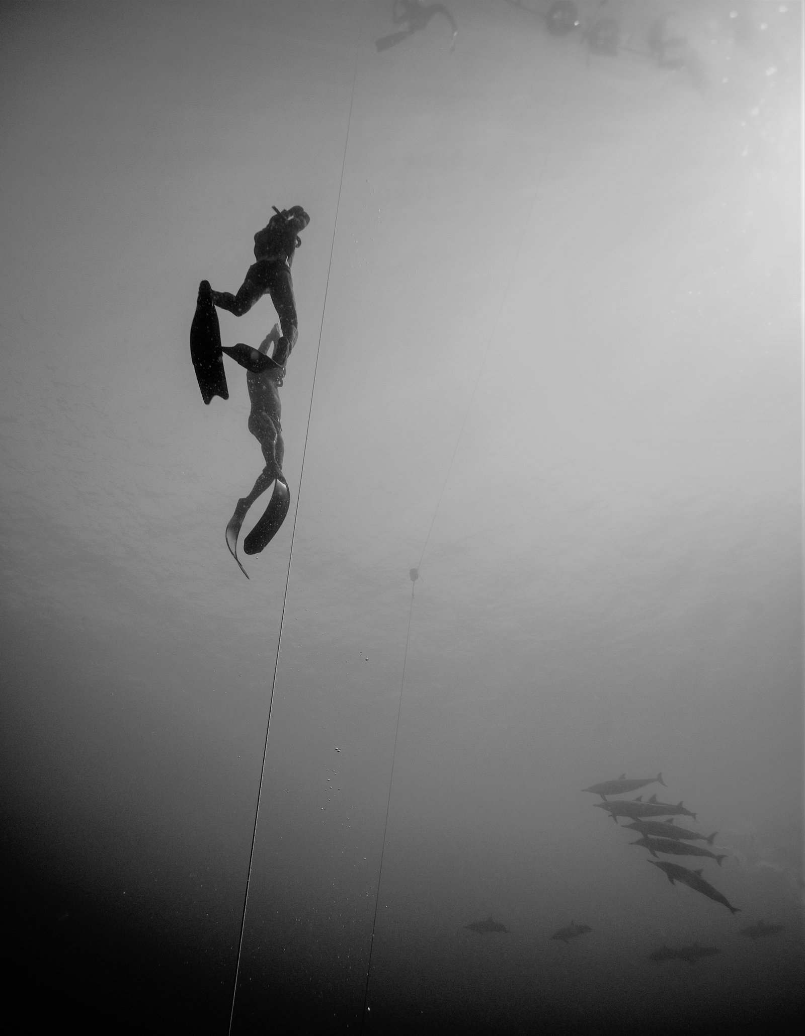 PFI Advanced Freediver Training